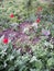 Beautiful flowerbeds in gardens of a house in Odessa, Ukraine