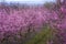 Beautiful flowered field of cherry