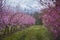 Beautiful flowered field of cherry