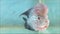 Beautiful flowerhorn fish with big hump on head under water view