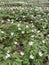 Beautiful flowering of anemones in the forest. Background for writing text or advertising. Preservation of the environment.