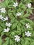 Beautiful flowering of anemones in the forest. View from above. Preservation of the environment.