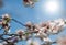 Beautiful flowering apricots in a bright sunny day