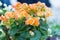 Beautiful flowering begonias delicate orange color