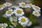 Beautiful Flowering and Blooming Feverfew Blossoms Close Up