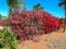 Beautiful flowering bougainvillea in Australia