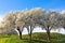 Beautiful flowering Bradford pear trees in springtime in Texas