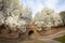 Beautiful flowering Bradford pear trees in springtime in Texas