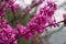 Beautiful flowering branches cersis juda tree pink bloom in the spring garden