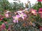 beautiful flowering branches on rosehip bushes with pink petals and green leaves