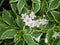beautiful flowering branches on a weigela bush with white flowers and colorful leaves