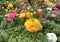 Beautiful flowering Buttercup or ranunculus lat. - Ranunculus