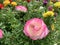 Beautiful flowering Buttercup or ranunculus lat. - Ranunculus