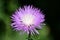 Beautiful flowering cactus flower on a green blurry background