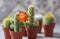 Beautiful flowering cactus flower. Indoor plants.