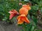 beautiful flowering canna plant with orange petals