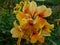 Beautiful flowering canna plant with yellow petals