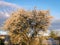 A beautiful flowering Caucasian plum tree, white flowers in the morning light