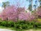 Beautiful flowering cercis trees with small pink flowers