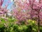 Beautiful flowering cercis trees with small pink flowers