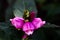 Beautiful flowering Chelone, also known as pink or red turtlehead of the family of Plantaginaceae.