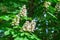 The beautiful flowering chestnuts