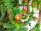 Beautiful flowering cholla cactus