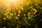 Beautiful flowering colza field close-up. Soft focus