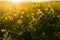 Beautiful flowering colza field close-up. Soft focus