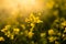 Beautiful flowering colza field close-up. Soft focus