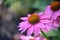 Beautiful Flowering Coneflower Blossom Flowering