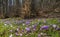 Beautiful flowering of crocus vernus in the forest of Monte NeroneEurope