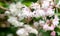 Beautiful flowering Deutzia scabra plant in the garden. Beautiful white and pink flowers with pollinating bees