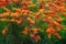 Beautiful flowering flame tree in natural park