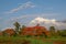 Beautiful flowering flame trees