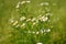 Beautiful flowering flowers - marguerites. Summer natural colorful background.Leucanthemum Mill