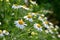 Beautiful flowering flowers - marguerites. Summer natural colorful background.Leucanthemum Mill