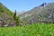 Beautiful flowering green spring meadow and panoramic view to mountain village.