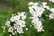 Beautiful flowering hawthorn on a green blurred background