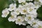 Beautiful flowering hawthorn on a green blurred background