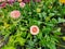 Beautiful flowering herbaceous plant, Gerbera jamesonii. of South American descent It is a very well-liked flower.