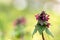 Beautiful flowering Lamium purpureum in forest for natural background