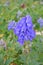 Beautiful Flowering Larkspur Flowers in a Garden