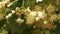 Beautiful flowering linden tree