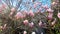 Beautiful flowering Magnolia flowers in spring