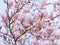 Beautiful flowering Magnolia pink blossom tree