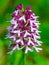 Beautiful flowering medicinal plant Orchis monkey