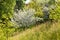 Beautiful flowering orchard meadows in spring. Backlit photograph