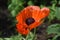 Beautiful Flowering Oriental Poppies Blooming in a Garden