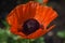 Beautiful Flowering Oriental Poppy Blossom in a Garden